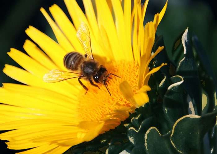 How Do Pesticides Kill Bees